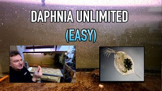 How I Raise Daphnia Water Fleas And You Can Too [upl. by Essile200]