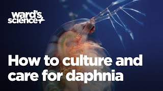 Caring and Culturing for Daphnia [upl. by Maximilianus]