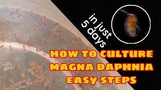 How to Culture Magna Daphnia Easily [upl. by Hebrew]