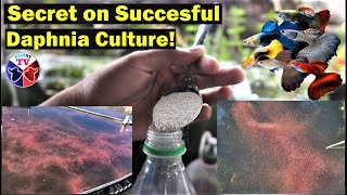 How to Culture Daphnia Successfully [upl. by Borden]