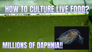 How to Culture Daphnia Secret Method to Breed MILLIONS  Simply Aquatic [upl. by Irelav]