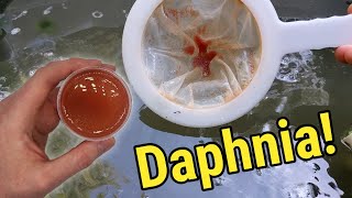 How I Culture Daphnia In Outdoor Tubs [upl. by Graner]