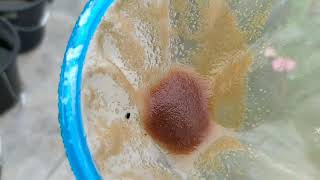 How to culture daphnia moina in a small container Part 1 English Subtitle [upl. by Kleeman597]