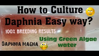 Daphnia MagnaHow to Culture Daphnia Easy wayCulturing Daphnia using Green water Daphnia [upl. by Siuol644]