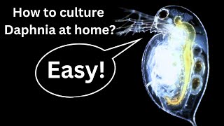 BEST Live Fish Food Beginner guide How to Culture Daphnia at home [upl. by Nielson]