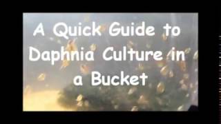 How to culture daphnia outside [upl. by Ateekahs631]