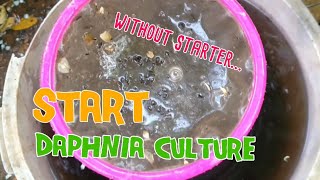 How to culture daphnia moina the easy way 1  Starting the Daphnia culture [upl. by Hodess]