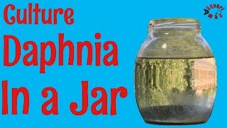 How to Culture Daphnia in a Jar [upl. by Ahsiakal]