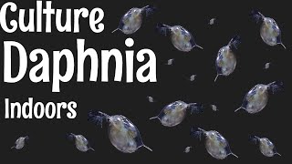 How to Culture Daphnia [upl. by Yla877]