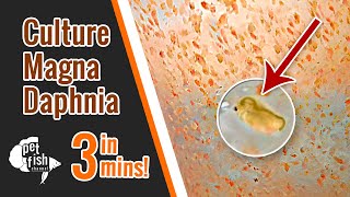 How to culture DAPHNIA MAGNA  The easy way [upl. by Annyahs377]