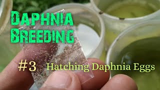 Daphnia Culture made simple and easy 3  Hatching Daphnia eggs [upl. by Fionnula]