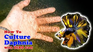 How to Culture Daphnia with ZERO Cost  Unlimited Live Food For Our Fish [upl. by Akir585]