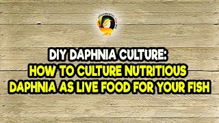 DIY Daphnia Culture How to Culture Nutritious Daphnia as Live Food for Your Fish [upl. by Aysahc]