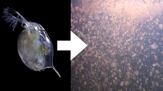 How I Culture Daphnia [upl. by Blithe274]