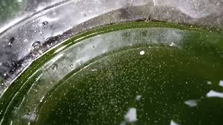 DAPHNIA MOINA CULTURE IN A SMALL BUCKET [upl. by Orfield]