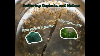 How To Culture Daphnia and Moinas using Green Water Spirulina powder [upl. by Kenley255]