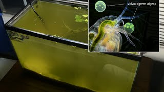 Raising Daphnia for the Freshwater Aquarium [upl. by Elon]