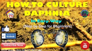 HOW TO CULTURE DAPHNIA In Easy Way [upl. by Mizuki94]